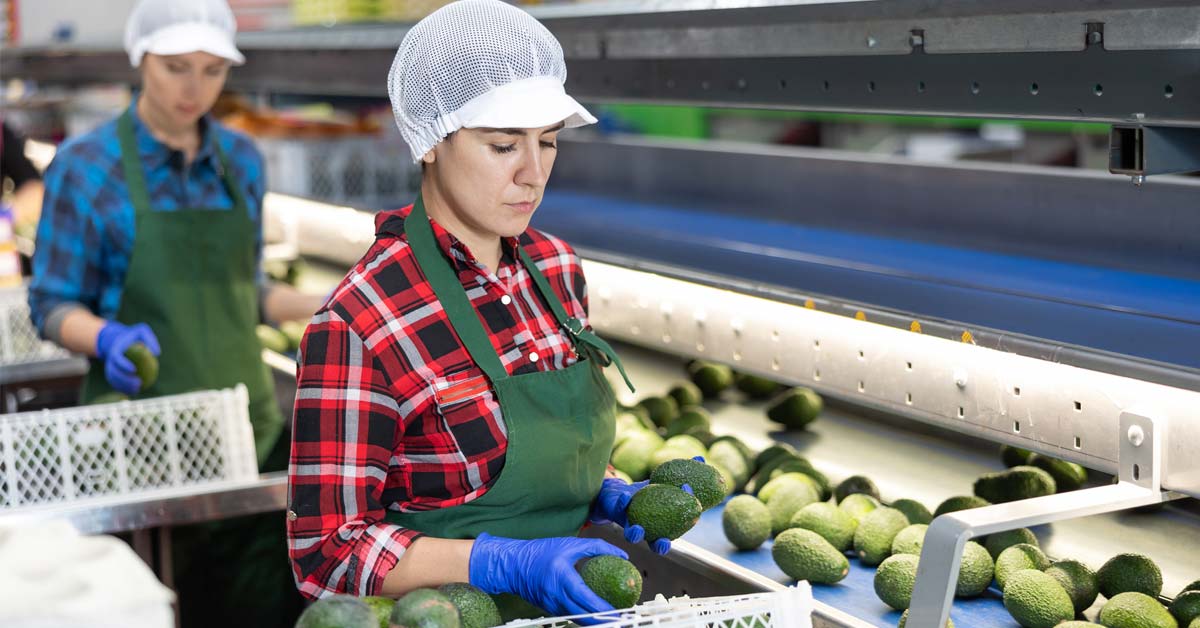 as mujeres clasifican y empaquetan piezas de aguacate