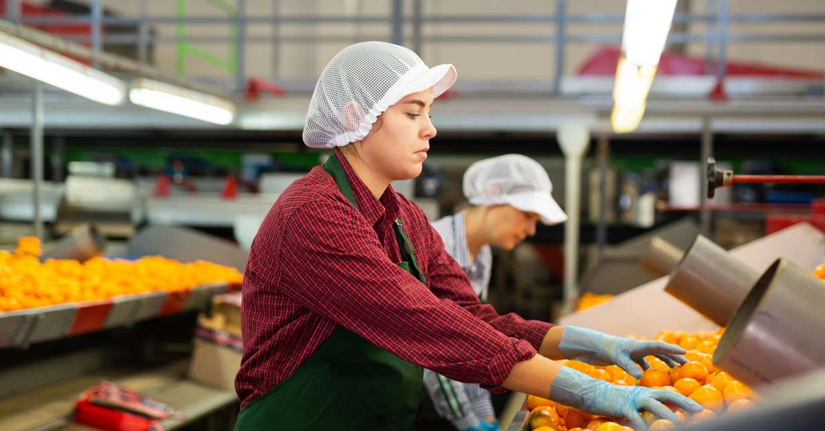 Food production worker sorting oranges on a conveyor belt