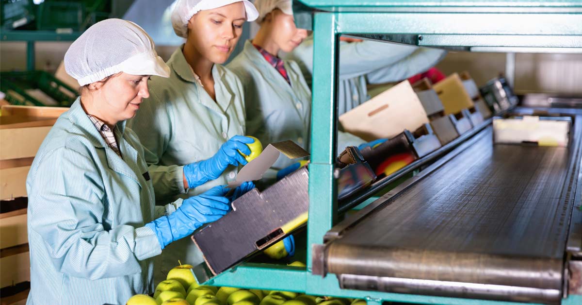Women wearing protective gear while sorting apples on conveyor belt
