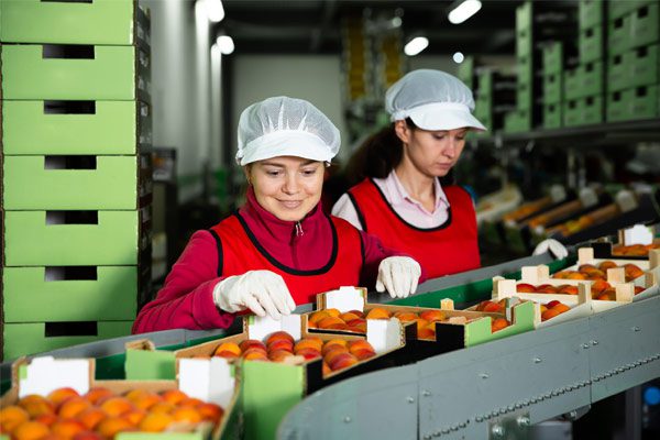 Two women sorting apricots from production line