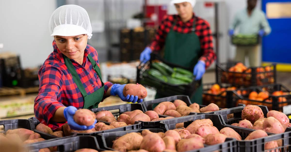 Una trabajadora de la industria alimentaria distribuye patatas en cajas 